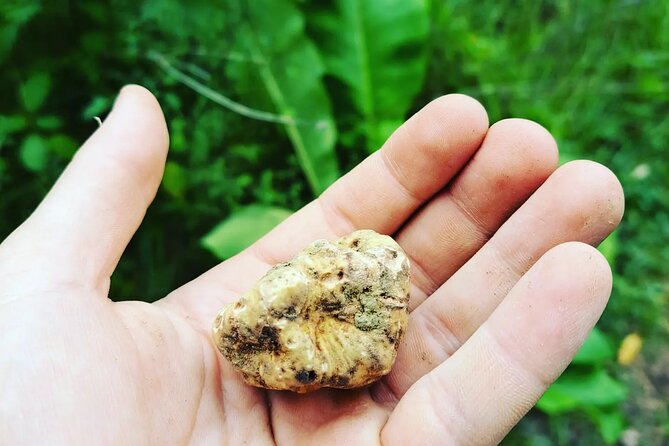 Truffle hunting adventure - Who Should Book This Truffle Hunting Adventure