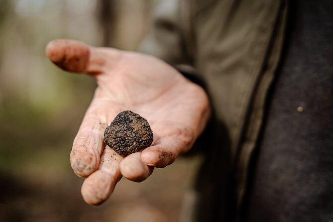 Truffle Hunting and 3-course Truffle Brunch in Motovun - Price and value: what $135.16 really covers