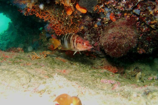 Try Scuba Diving in Split - Why Split Makes a Smart First-Time Scuba Choice