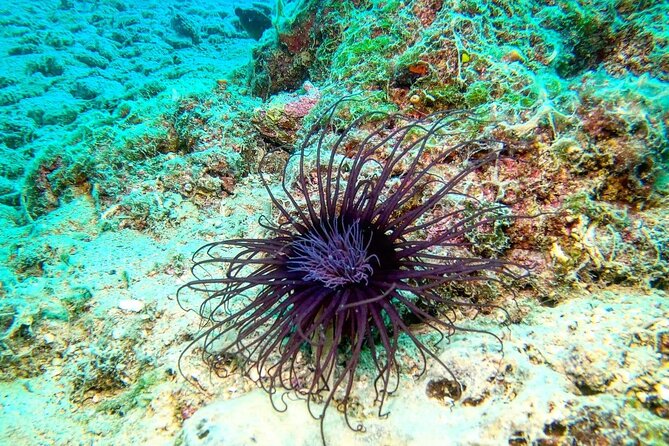 Try Scuba Diving in Split - What the Open Water Session Feels Like (Before You Go Under)