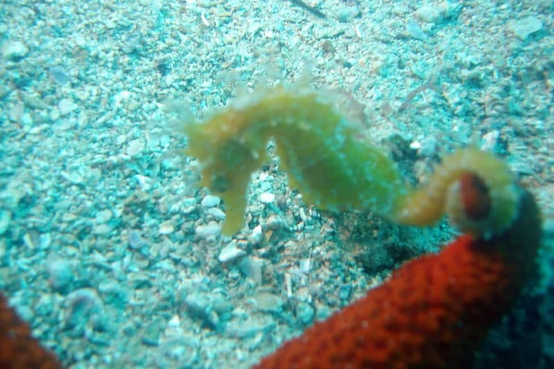 Tucepi: Snorkeling Boat Tour at the Makarska Riviera - Key Highlights Worth Planning For