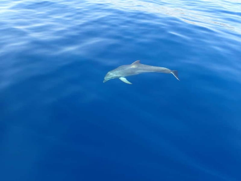 Tucepi: Snorkeling Boat Tour at the Makarska Riviera - Who Should Book This (and Who Should Skip It)