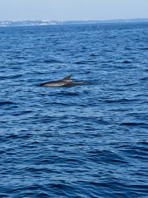 Umag: Dolphinwatching & sunset panorama tour - Savudrian lighthouse and the timing of sunset at sea