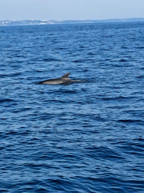 Umag: Dolphinwatching & sunset panorama tour - Who this tour suits, and who should skip it