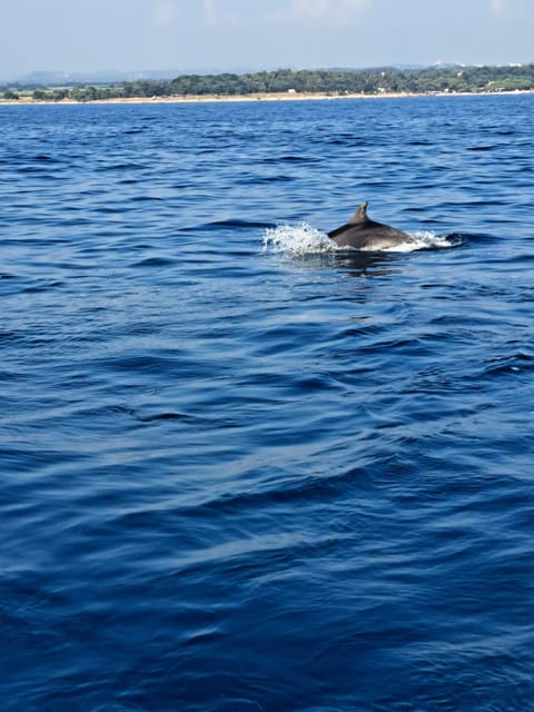 Umag: Snorkeling&dolphinwatching morning tour adventure - Onboard Comfort and Included Extras That Save You Money