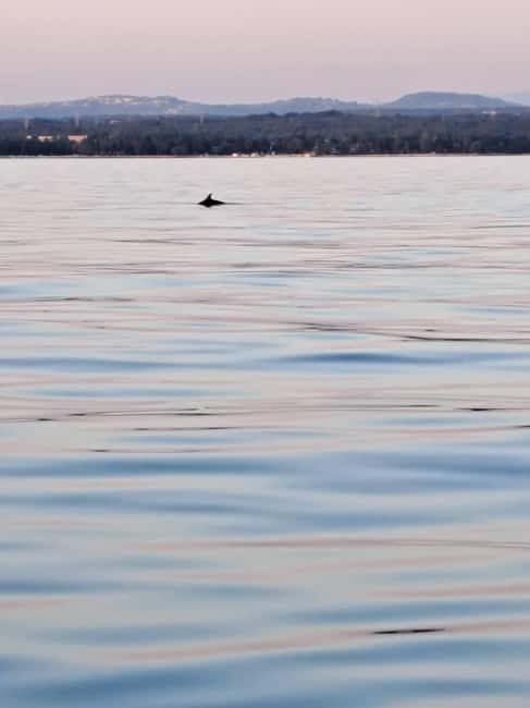 Umag: Snorkeling&dolphinwatching morning tour adventure - What You Need to Bring, and What the Tour Covers for You