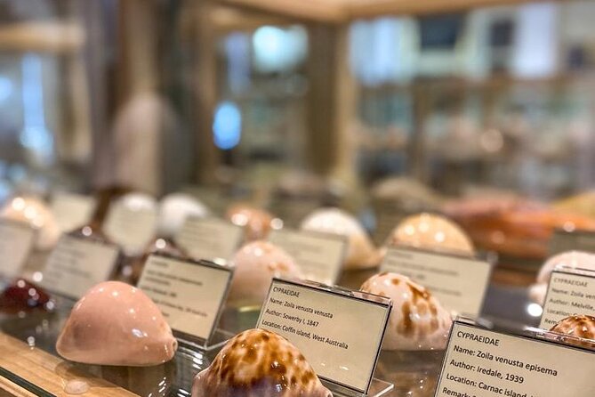 Visit Shell Museum Cavtat - Key Highlights Worth Making Time For