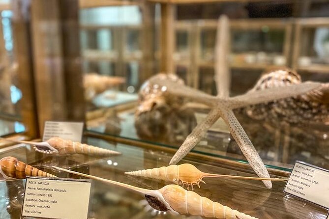 Visit Shell Museum Cavtat - Walking Into Glossus Humanus and Getting Oriented Fast