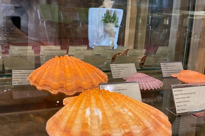 Visit Shell Museum Cavtat - Shell Formations: Turning Pretty Shapes Into Real Knowledge