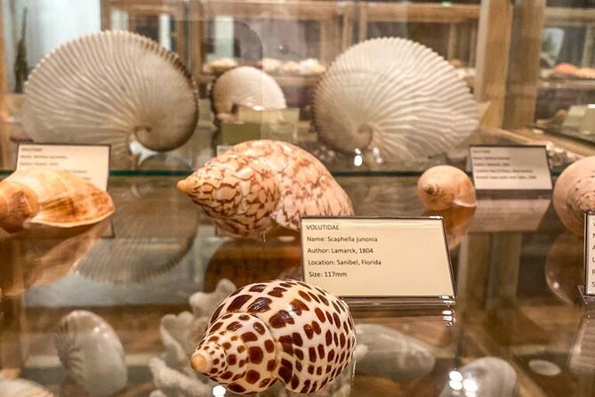 Visit Shell Museum Cavtat - What You Will Actually See: 3,500 Shell Species and Beautiful Labeling