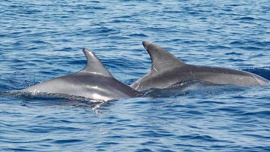 Vrsar: Dolphin Watching Boat Ride - Where the adventure starts, Pirate Boat Sveta Ana