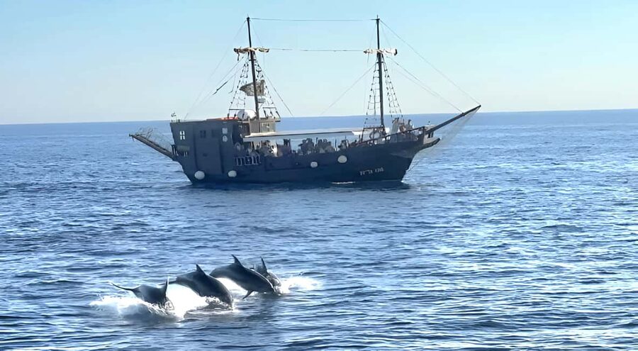 Vrsar: Dolphin Watching Boat Ride - How dolphin spotting actually works on this boat