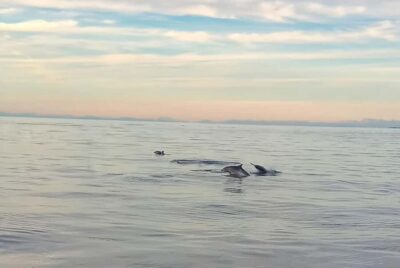 Dolphin Watching Boat Ride