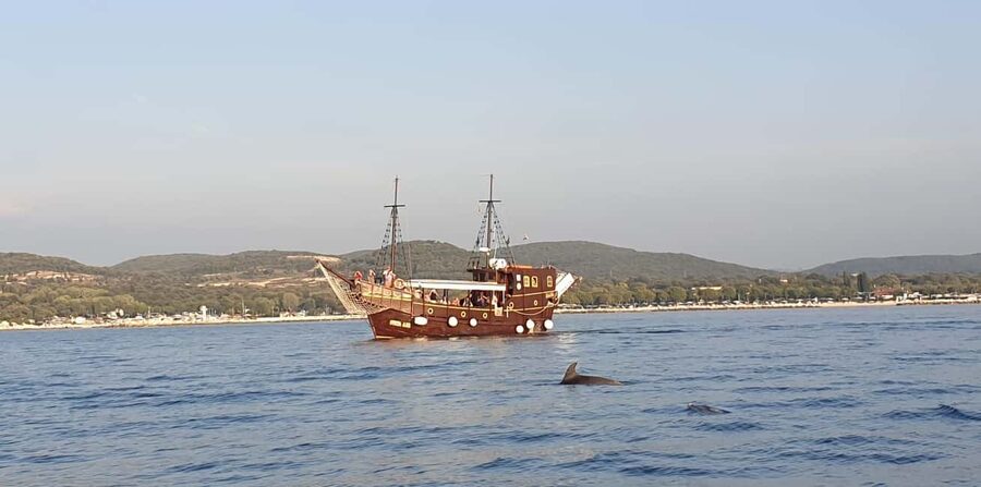 Vrsar: Dolphin Watching Boat Ride - Panoramic views of Vrsar from the water