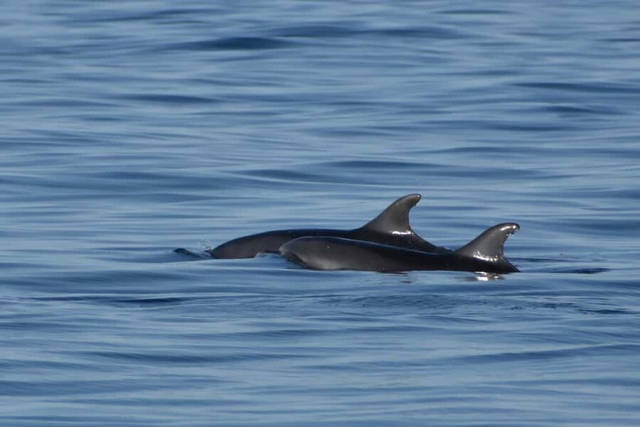 Vrsar: Dolphin Watching Boat Ride - The practical bits that help you enjoy it more