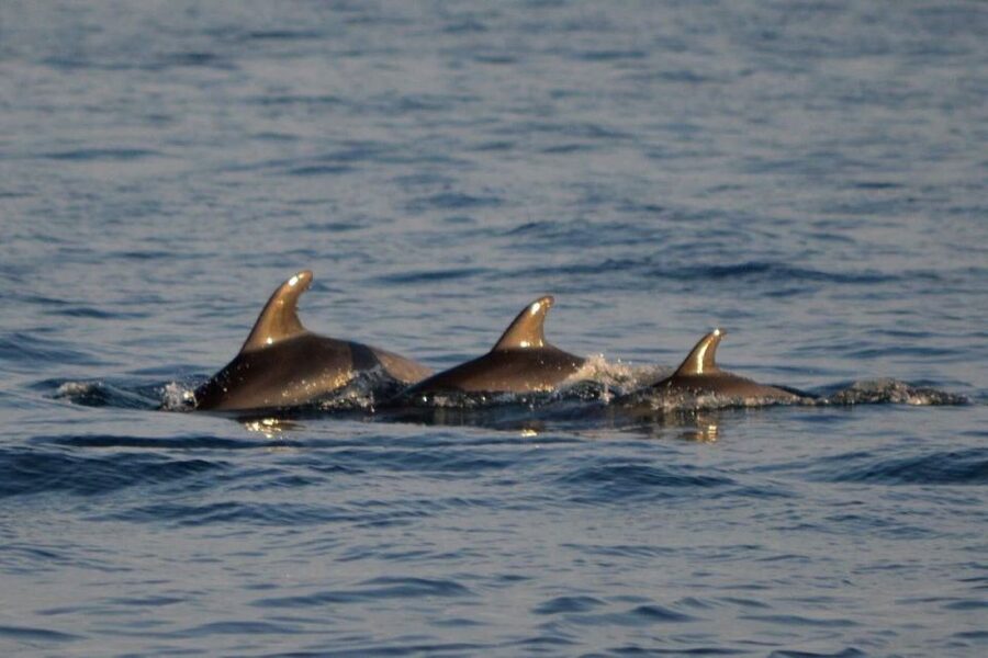 Vrsar: Dolphin Watching Boat Tour including Drinks - Dolphin Watching Key Points (Vrsar, Istria)