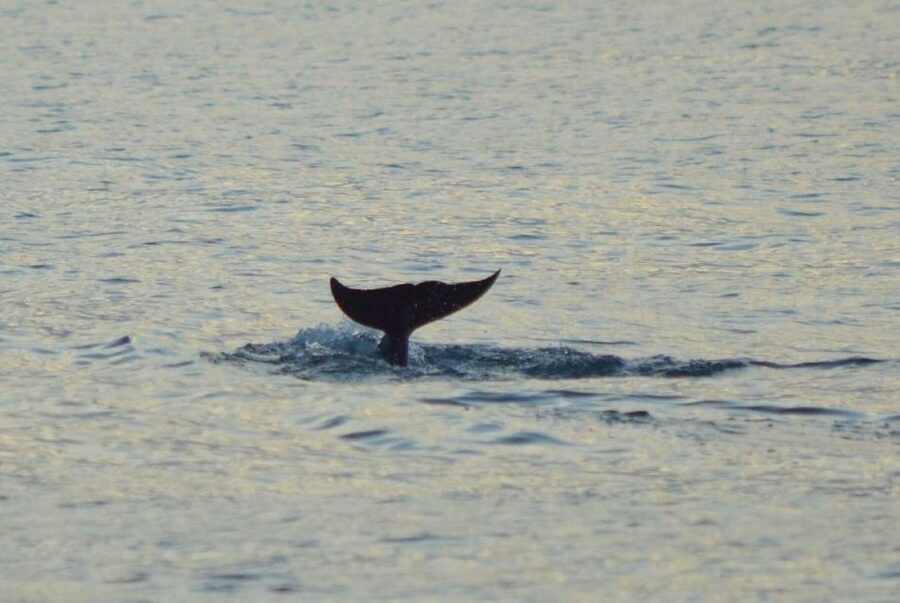 Vrsar: Dolphin Watching Boat Tour including Drinks - Should you book Excursions Mikela in Vrsar?