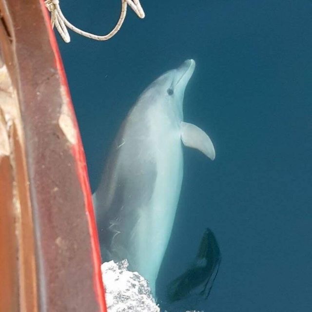 Vrsar: Dolphin Watching Boat Tour including Drinks - Meeting Lidija Tours at La Rosa 2: Get Onboard Without Stress