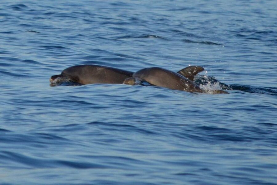 Vrsar: Dolphin Watching Boat Tour including Drinks - Drinks on Board: Wine, Juice, Water, and the Small Details That Matter