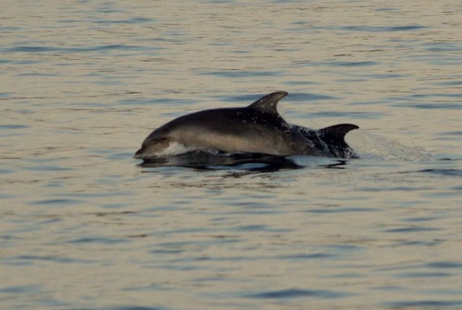 Vrsar: Dolphin Watching Boat Tour including Drinks - Who Should Book This Vrsar Dolphin Tour (and Who Might Think Twice)