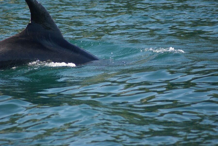 Vrsar: Dolphin Watching Boat Tour including Drinks - Price and Value: Is $29 Worth It?
