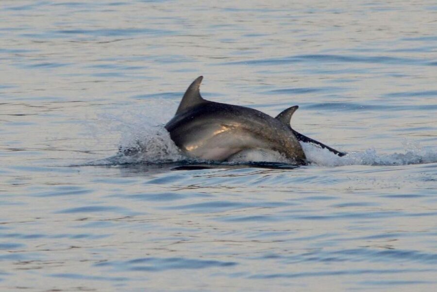 Vrsar: Dolphin Watching Boat Tour including Drinks - Practical Tips to Improve Your Experience