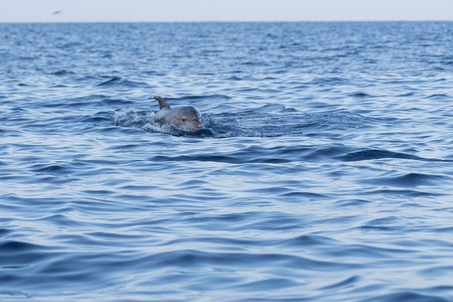 Vrsar: Dolphin-Watching Sunset Adventure with Speedboat - Key Things I’d Put on Your Radar