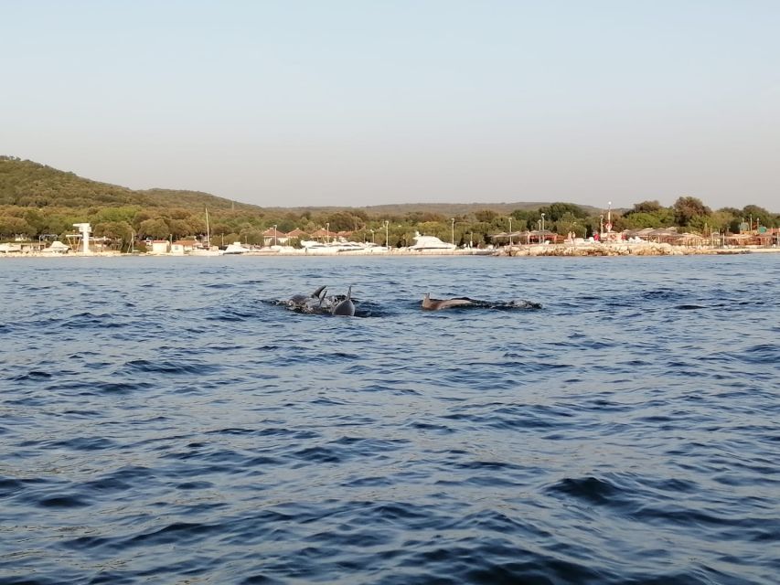 Vrsar: Dolphin-Watching Sunset Adventure with Speedboat - My Balanced Take: The Best Part, and the One Caution