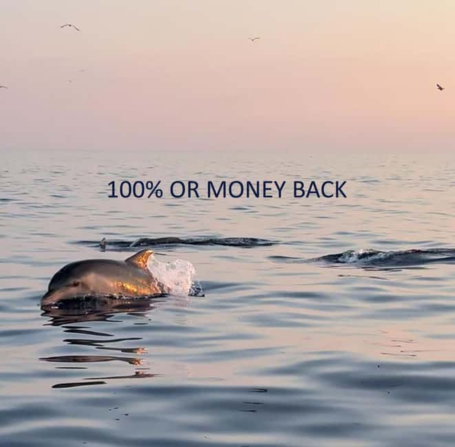 Vrsar: Dolphin-Watching Sunset Adventure with Speedboat - What Happens During the Search for Adriatic Dolphins