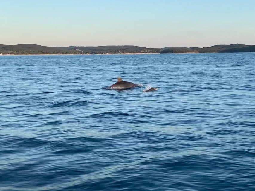 Vrsar: Dolphin-Watching Sunset Adventure with Speedboat - Guides You Might Get, and Why Their Style Shows Up on the Water