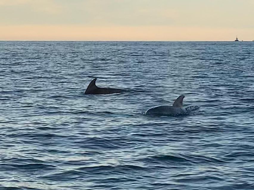 Vrsar: Dolphin-Watching Sunset Adventure with Speedboat - Price and Value: Why a $29 Dolphin Guarantee Changes the Math