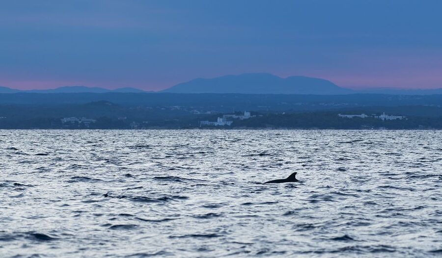 Vrsar: Dolphin-Watching Sunset Adventure with Speedboat - Who Should Book This Vrsar Dolphin-Watching Adventure