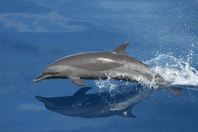 Vrsar, Lim Fjord and Rovinj Day Tour by Boat with Drinks - Dolphin Chances, Realistic Expectations, and Best Timing
