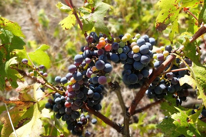 Wine Lover's Tour of Peljesac Peninsula - Why the Small-Group Format Feels Better Than Big Bus Tours
