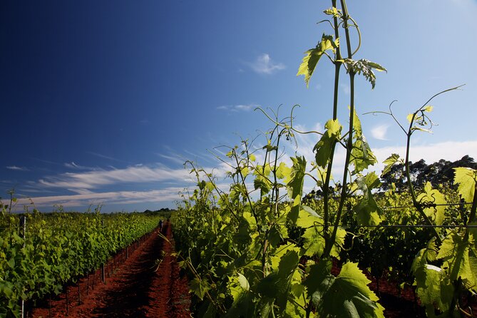 Wine Tasting Experience at the organic winery in Šišan - Why this Šišan Trapan tasting feels different from a big tour