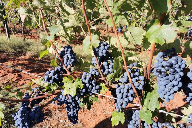 Wine Tasting Experience at the organic winery in Šišan - Who should book this Šišan organic tasting, and who should skip it