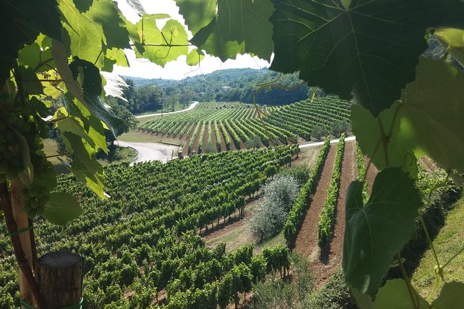 Wine Tour - The Best of Istria - Why This Istria Wine Tour Feels Like a Real Day Out