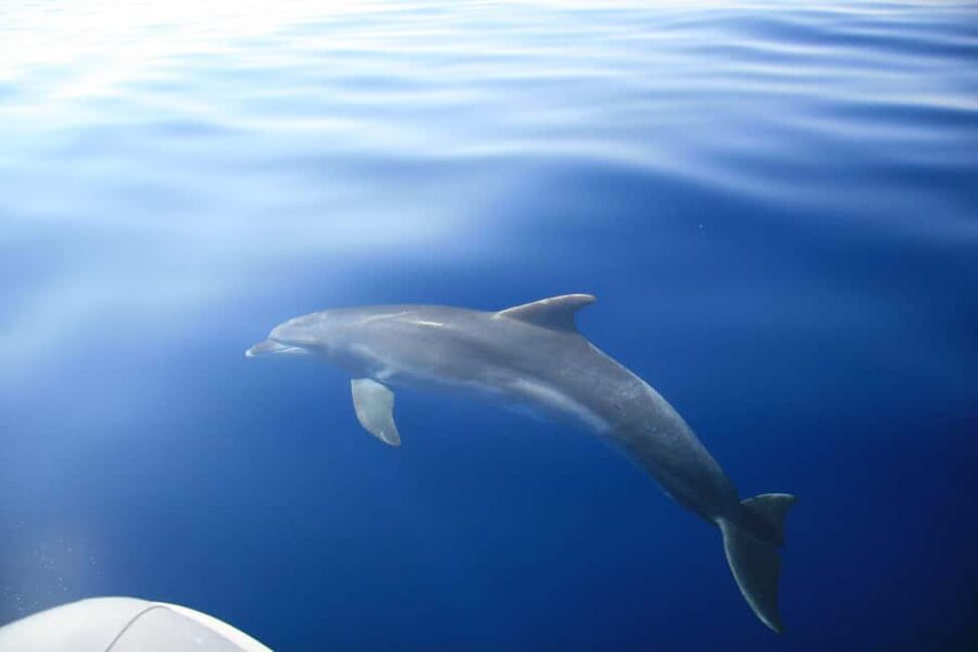 Zadar:Speedboat Tour Thrill Ride with Snorkeling on 3 island - Ošljak Island stop: photos, old-stone charm, and swim time